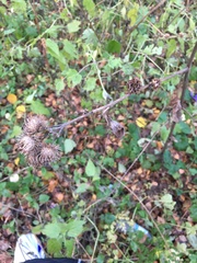 Arctium tomentosum