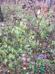 Arctium tomentosum