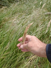 Polypogon chilensis