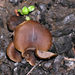 Lyophyllum atratum - Photo (c) Jerry Cooper, algunos derechos reservados (CC BY), subido por Jerry Cooper