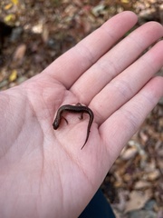Desmognathus aeneus