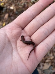 Desmognathus aeneus