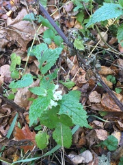 Lamium album