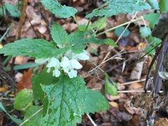 Lamium album
