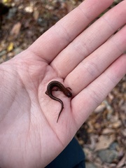 Desmognathus aeneus