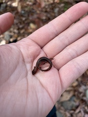 Desmognathus aeneus