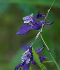 Delphinium patens