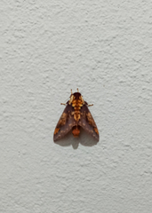 Citheronia phomaranhensis