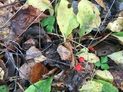 Convallaria majalis