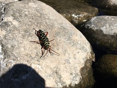 Placosternus erythropus