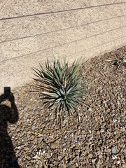 Yucca pallida