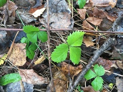 Fragaria vesca