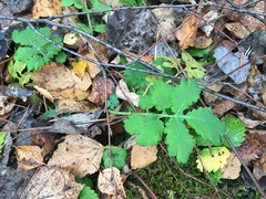 Chelidonium majus