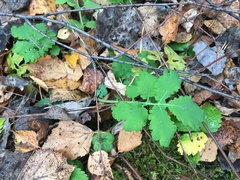 Chelidonium majus