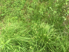 Carex typhina