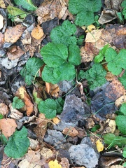 Geum