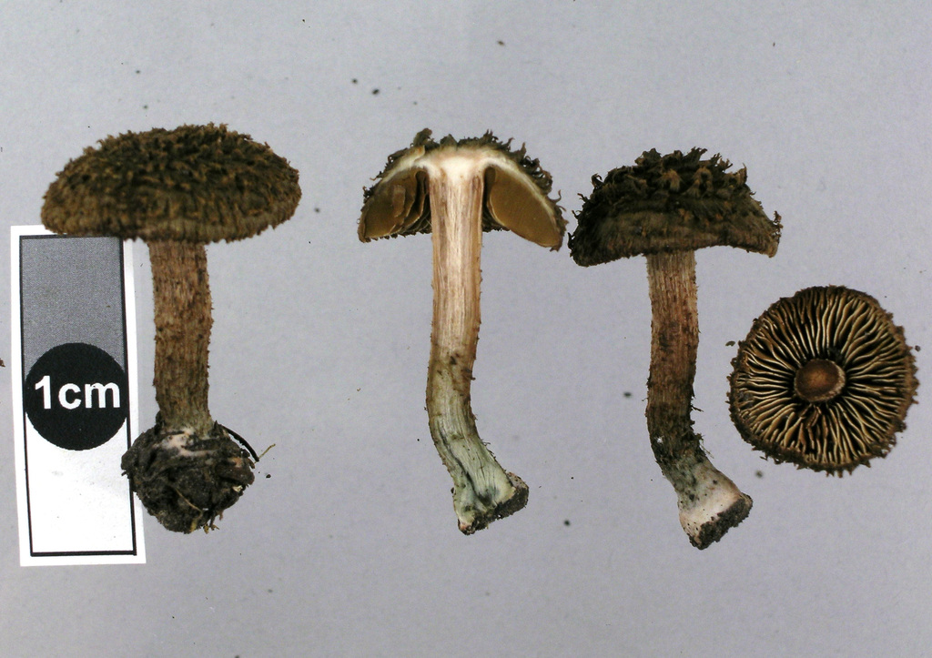 Inosperma calamistratoides