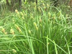 Carex typhina