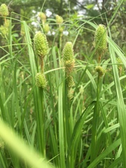 Carex typhina