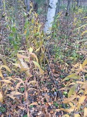 Solidago gigantea