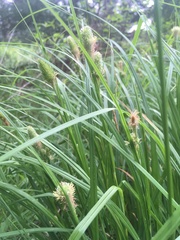 Carex typhina