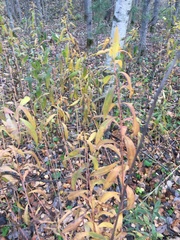 Solidago gigantea