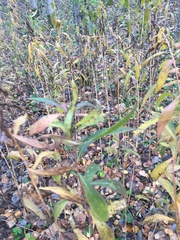 Solidago gigantea