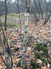 Betula