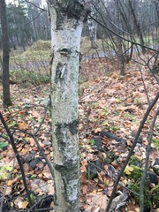 Betula