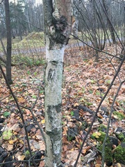 Betula