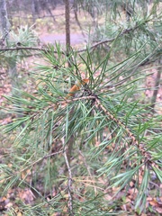 Pinus sylvestris