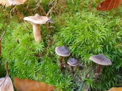 Tephrocybe