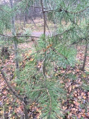 Pinus sylvestris