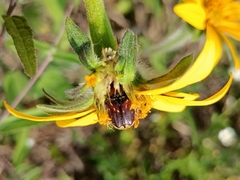 Euphoria subtomentosa