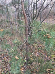 Pinus sylvestris