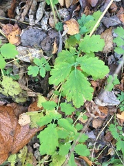 Chelidonium majus