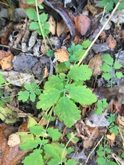 Chelidonium majus
