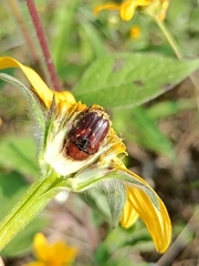 Euphoria subtomentosa