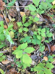 Chelidonium majus