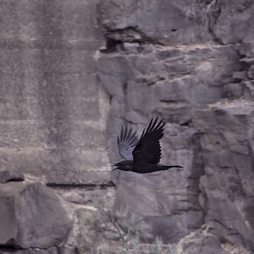 Common Raven photographed in Oregon