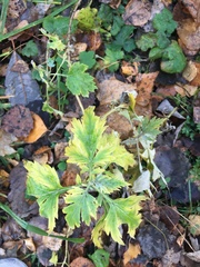 Artemisia vulgaris