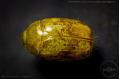 Platycoelia marginata