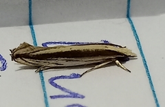 Erechthias stilbella