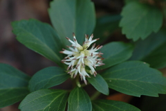 Pachysandra