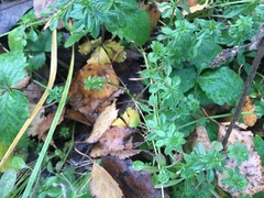Galium