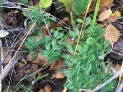 Galium