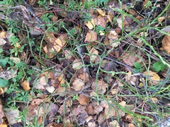 Vaccinium myrtillus