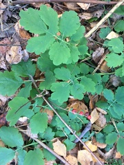 Chelidonium majus
