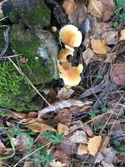 Marasmiineae