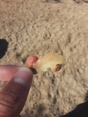 Atrusca brevipennata